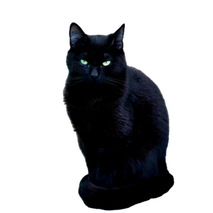 черни котик 1