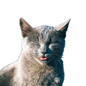 сери котик 1
