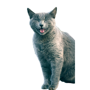 сери котик 2