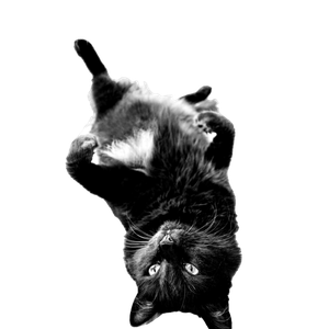 черни котик 2