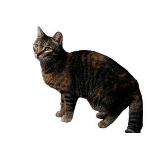 коричневи котик