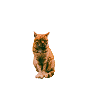 рыжий котик